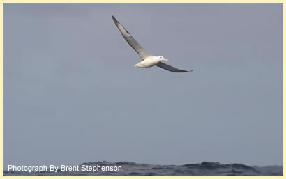 Wandering Albatross by Brent Stephenson
