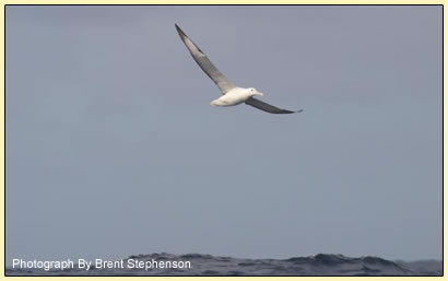 Wandering Albatross By Brent Stephenson